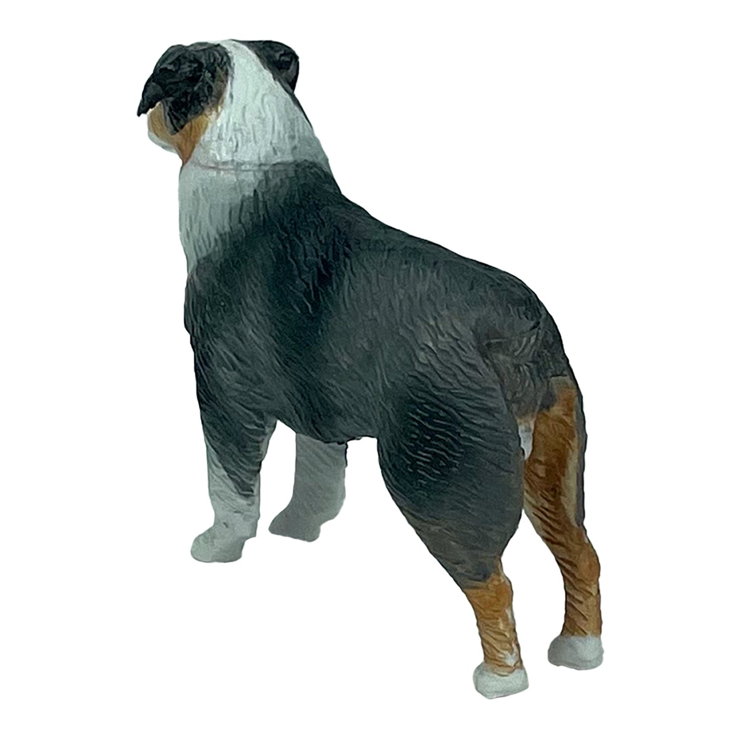 Australian Shepherd